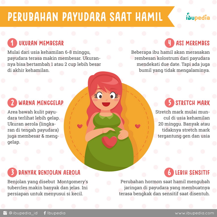 perubahan payudara saat hamil