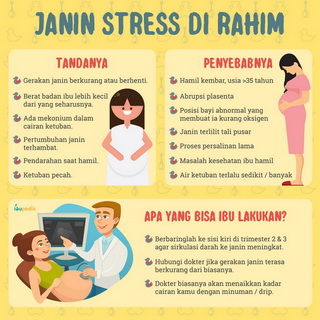 Infografis: Janin Stress di Rahim
