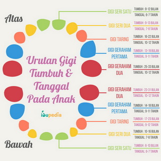 Infografis: Urutan Gigi Tumbuh & Tanggal pada Anak